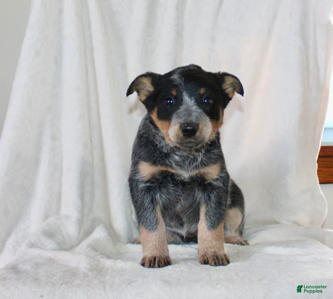 Australian Cattle Dog dogs for sale: Molly - Ad 2