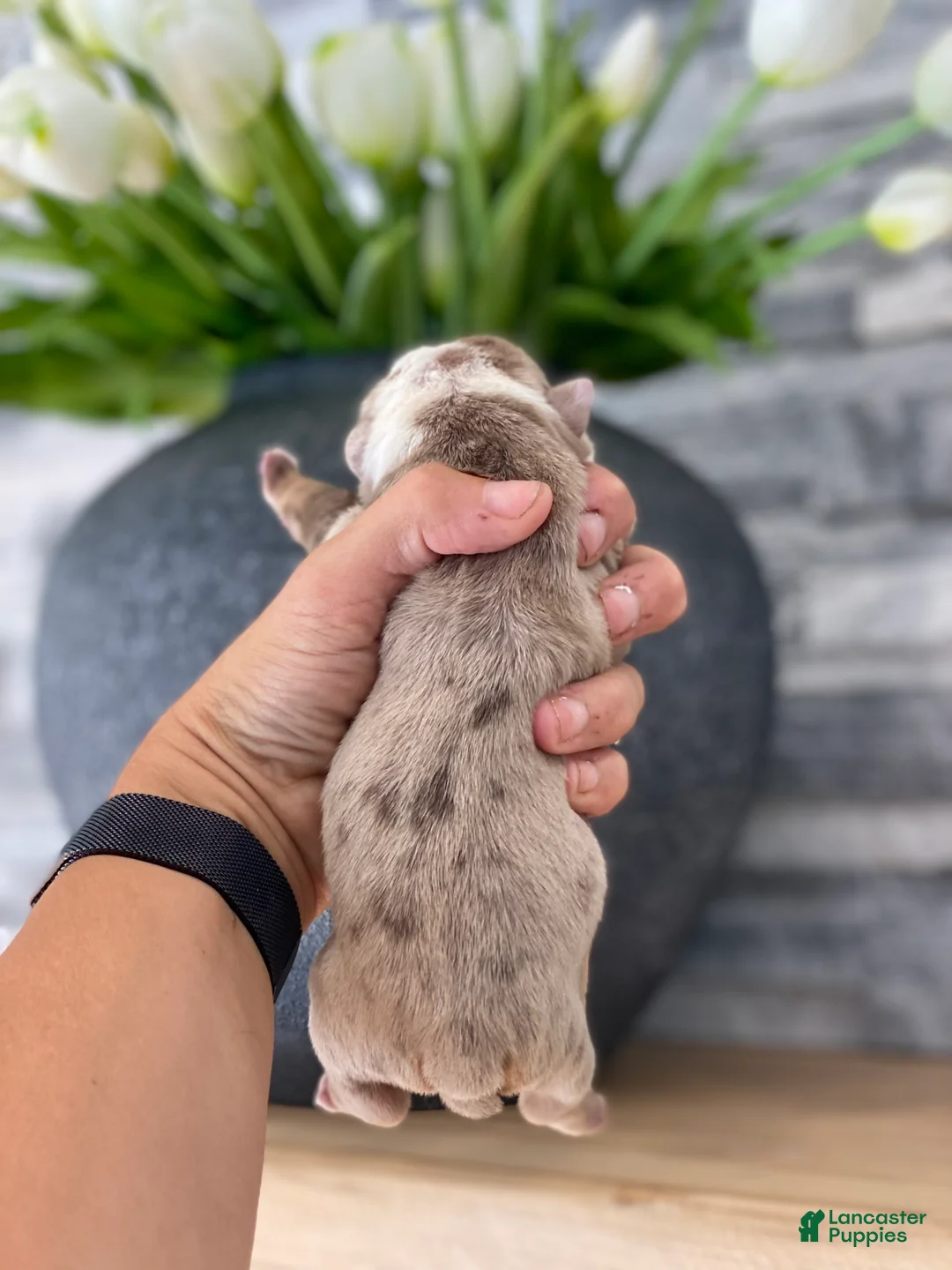 English Bulldog dogs for sale: ERNEST - Ad 2