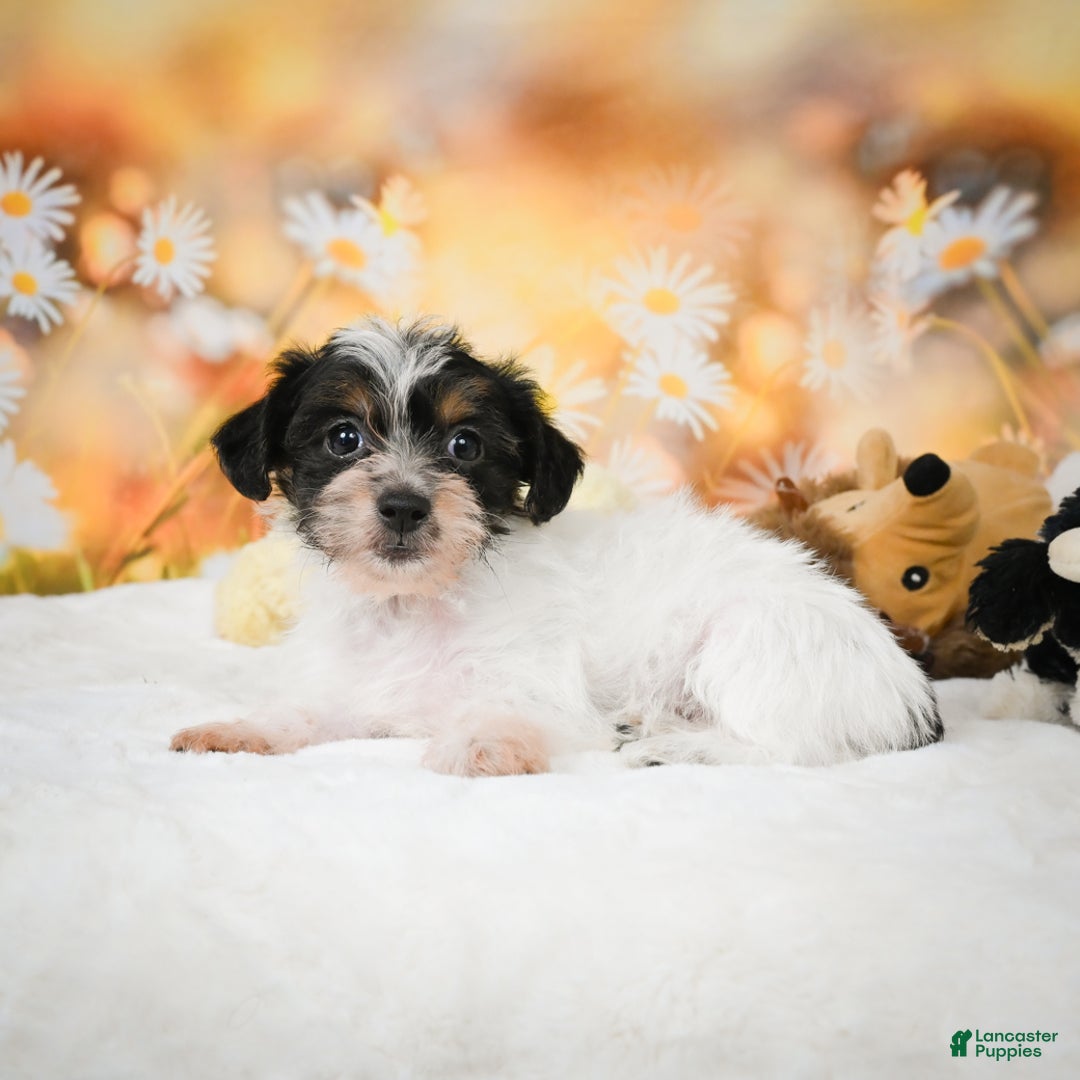 Yorkiepoo dogs for sale: Oakley - Ad 8
