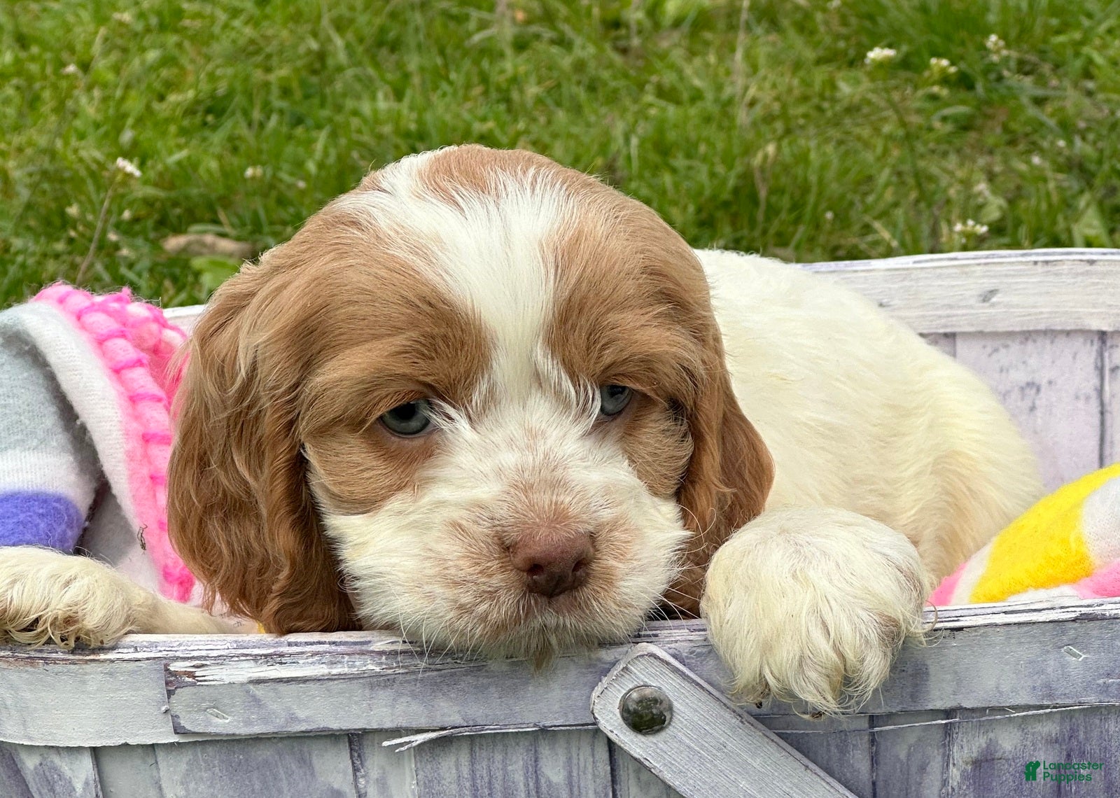 Cockapoo dogs Cockapoo Cari - Ad 17