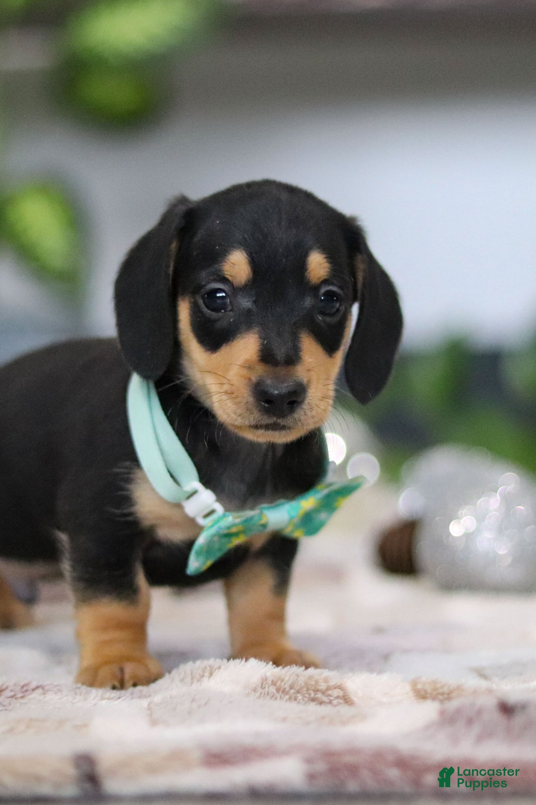 Miniature Dachshund dogs for sale: Blake - Ad 3