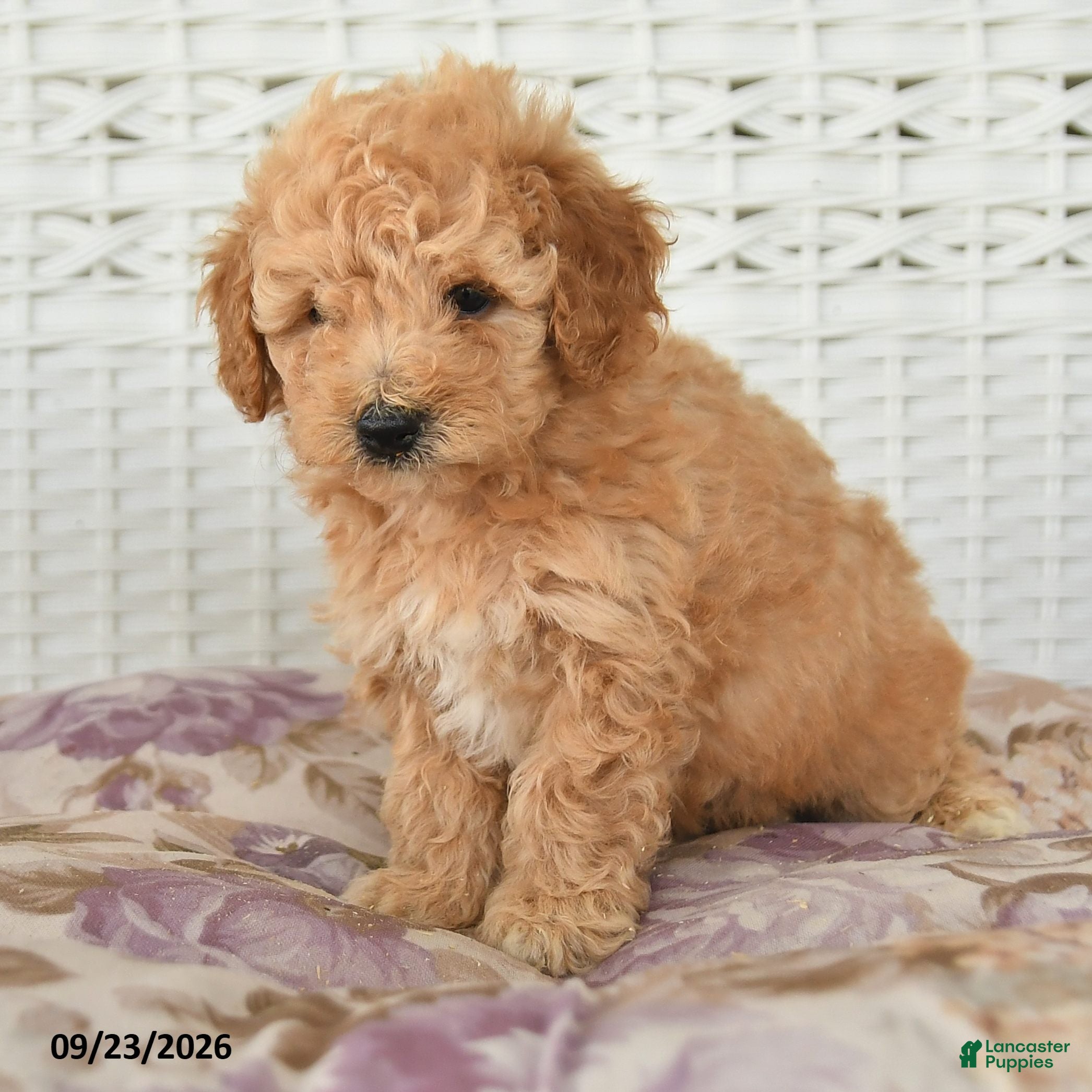 Miniature Poodle dogs Carter - Ad 2