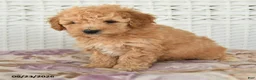 Miniature Poodle dogs for sale: Carter - Ad 2