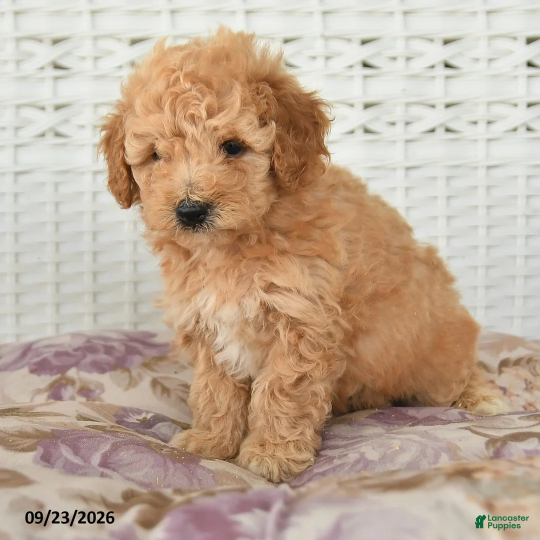 Miniature Poodle dogs for sale: Carter - Ad 2