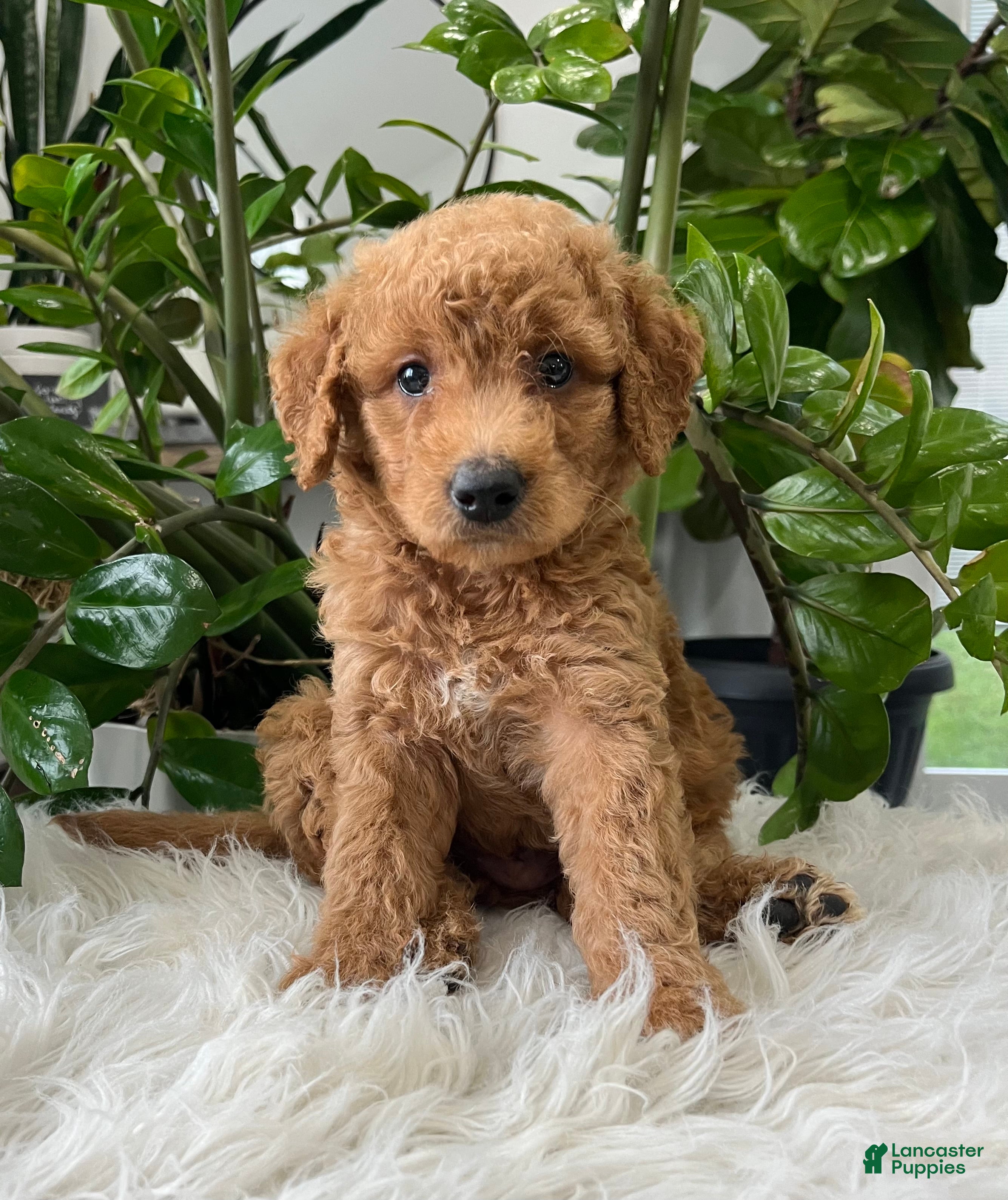 Mini Goldendoodle dogs for sale: Carter - Ad 4