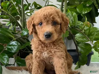 Mini Goldendoodle dogs for sale: Carter - Ad 4