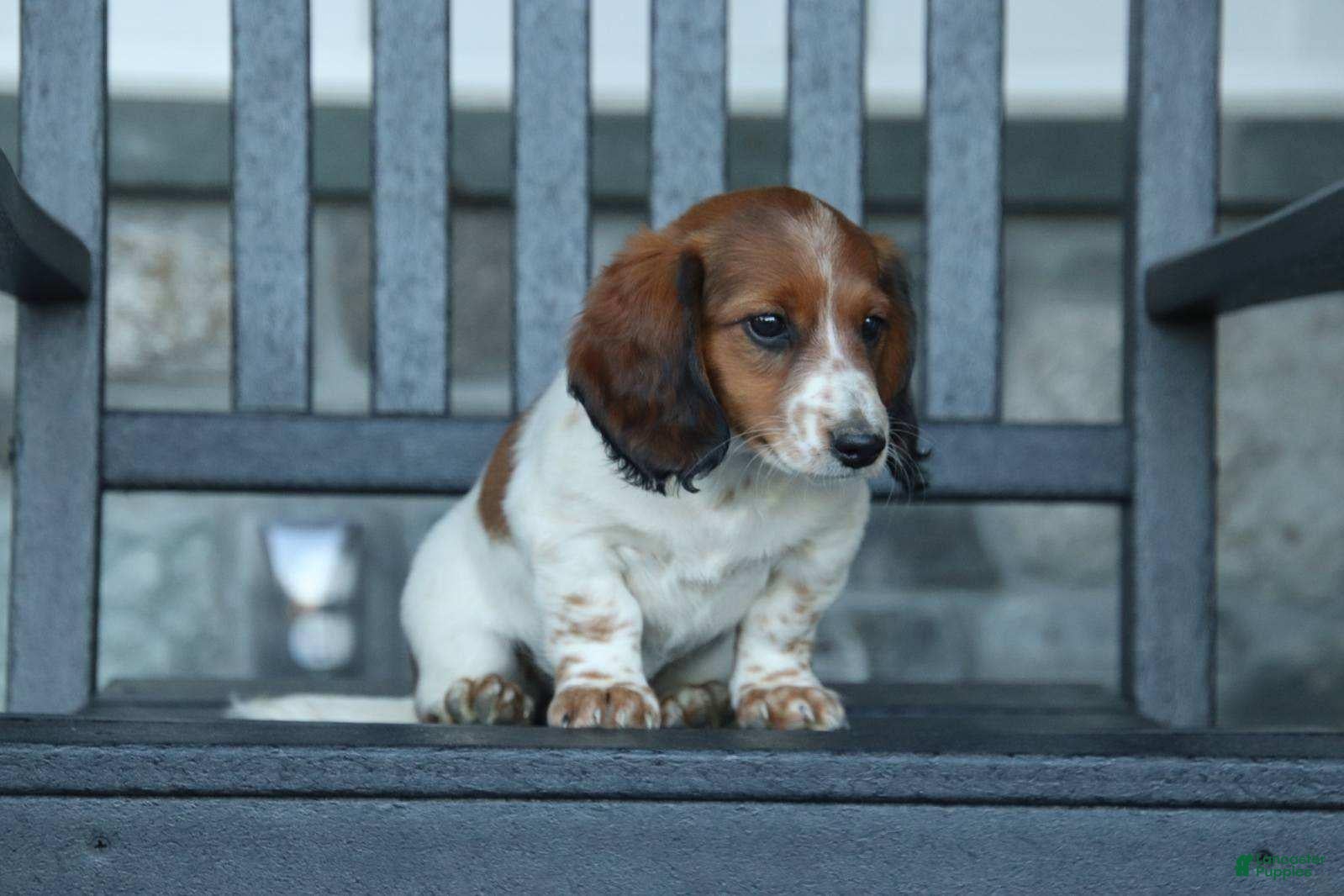 Miniature Dachshund dogs for sale: Autumn - Ad 2