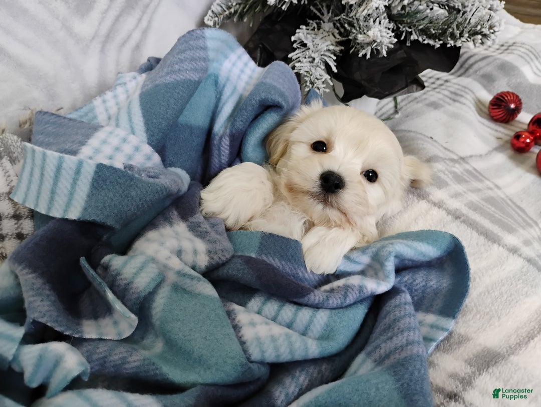 Mixed Breed dogs for sale: Beau - Ad 4