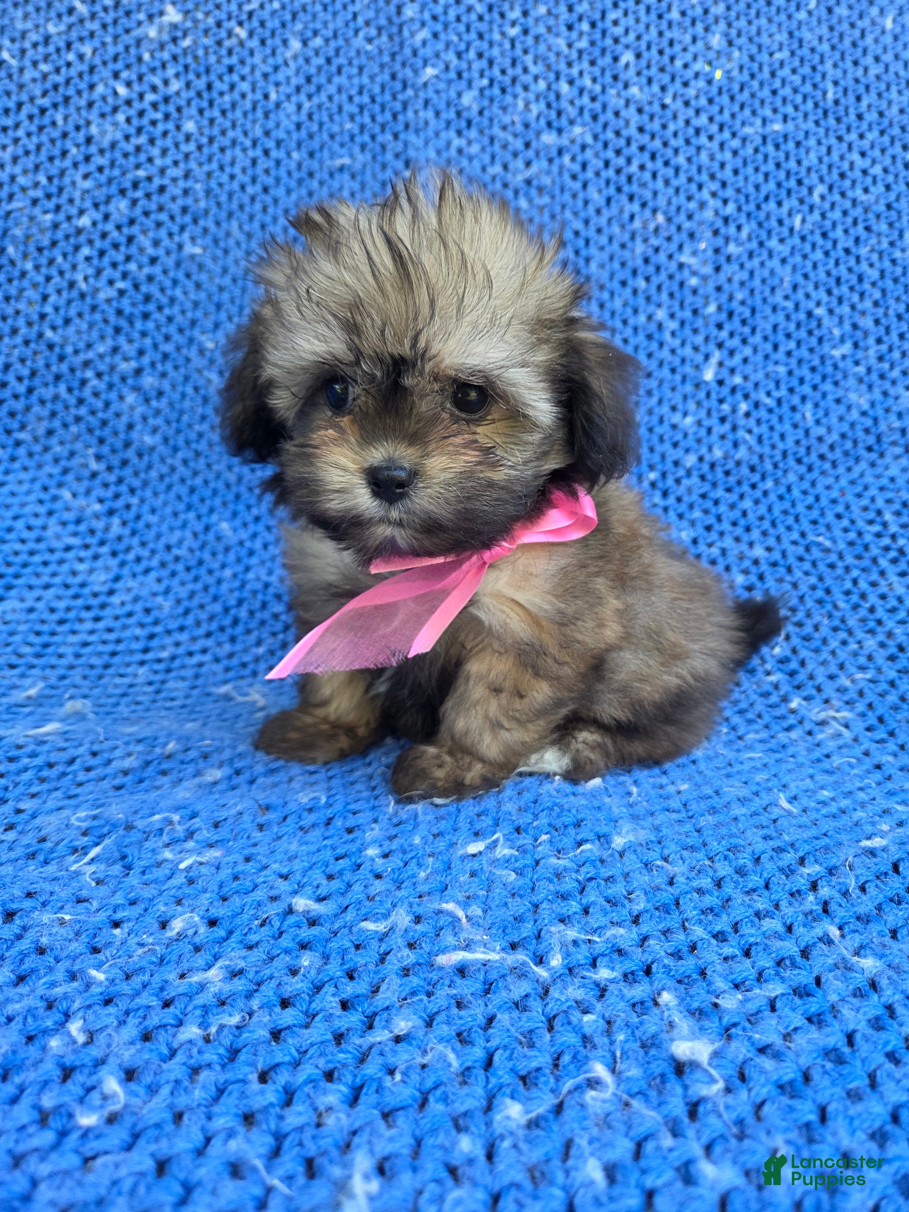 Yorkiepoo dogs Jenny - Ad 7