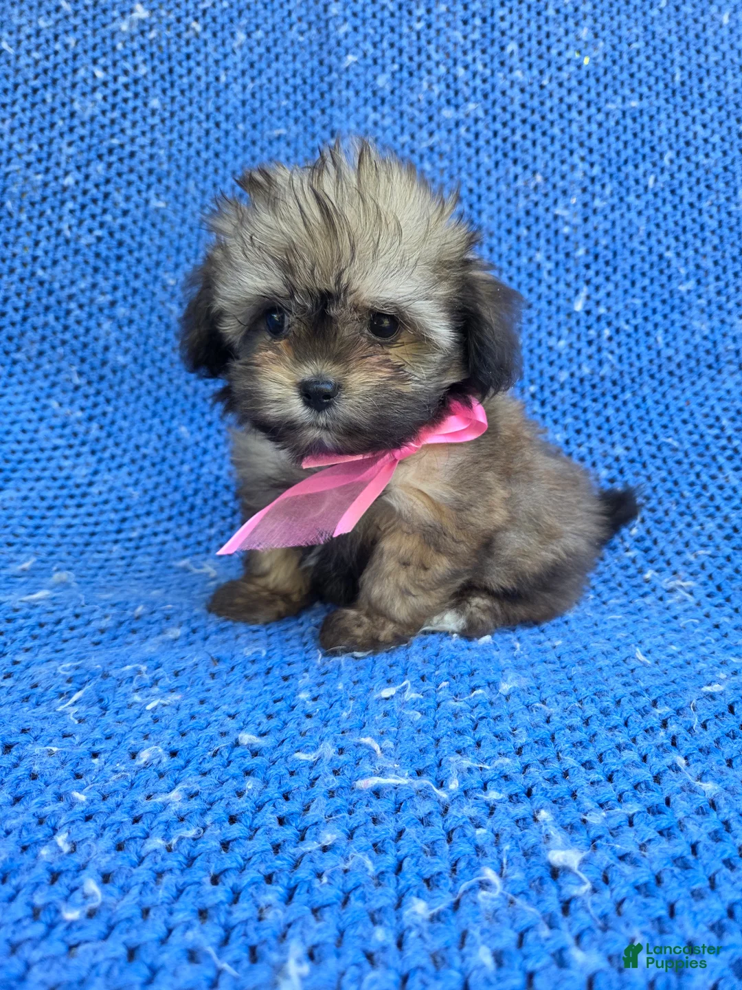 Yorkiepoo dogs for sale: Jenny - Ad 1