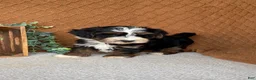 Havanese dogs for sale: Jordan  - Ad 1