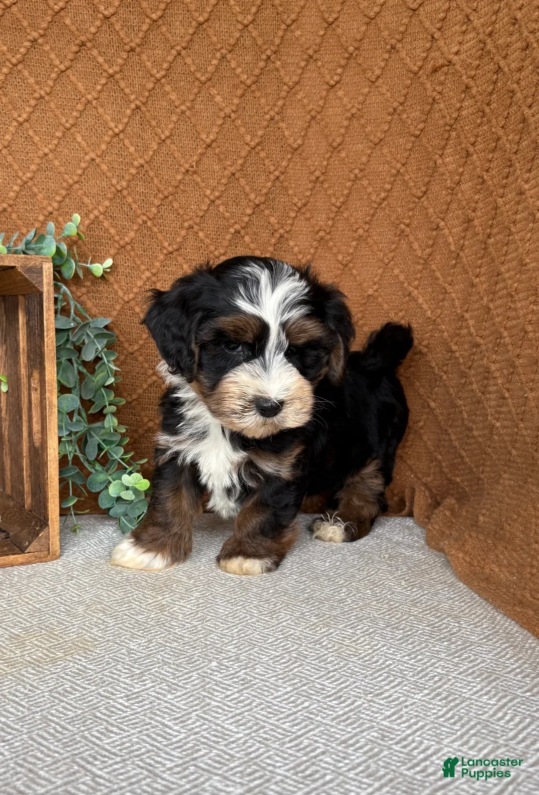 Havanese dogs for sale: Jordan  - Ad 1