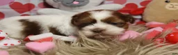 Shih Tzu dogs for sale: LEGO - Ad 5