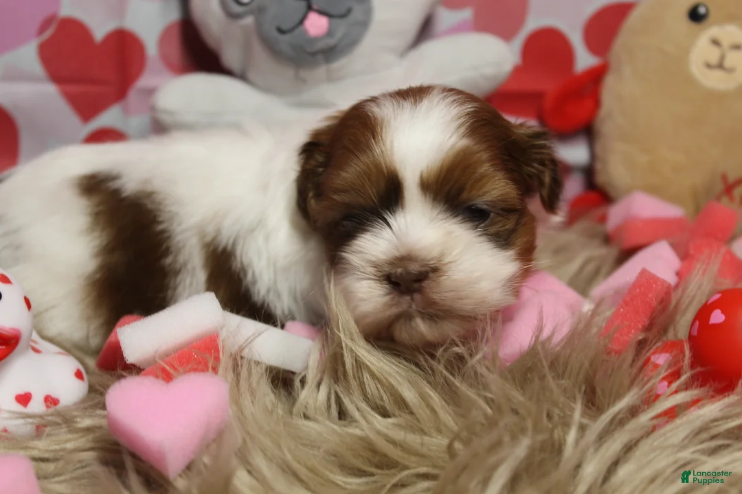 Shih Tzu dogs for sale: LEGO - Ad 5