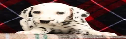 Dalmatian dogs for sale: Rusty - Ad 5