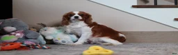 Cavapoo dogs for sale: Milo - Ad 5