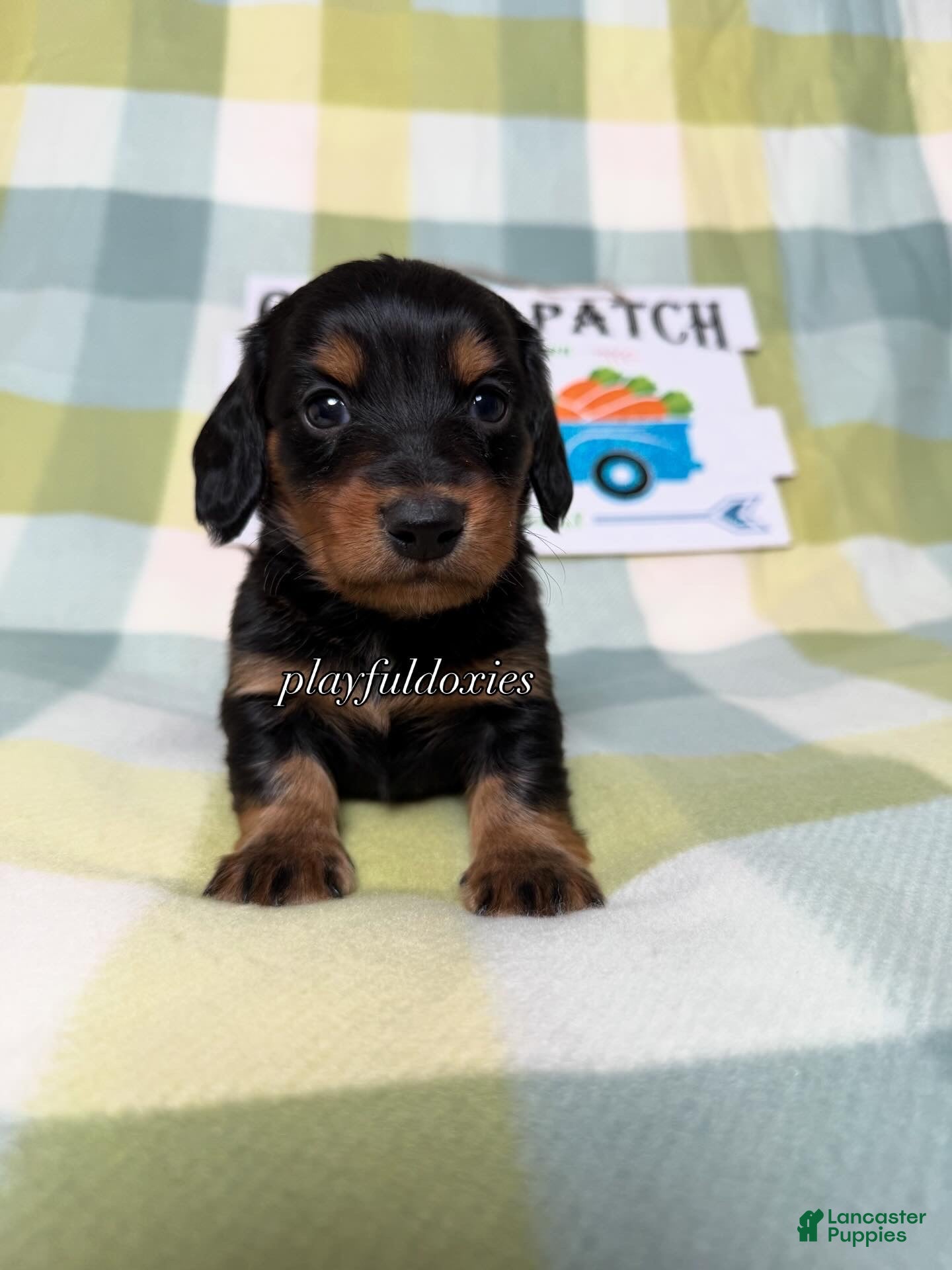 Dachshund dogs AKC Black and Tan Long Haired Male Dachshund ALL CLEAR - Ad 2