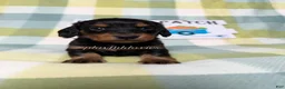 Dachshund dogs for sale: AKC Black and Tan Long Haired Male Dachshund ALL CLEAR - Ad 2