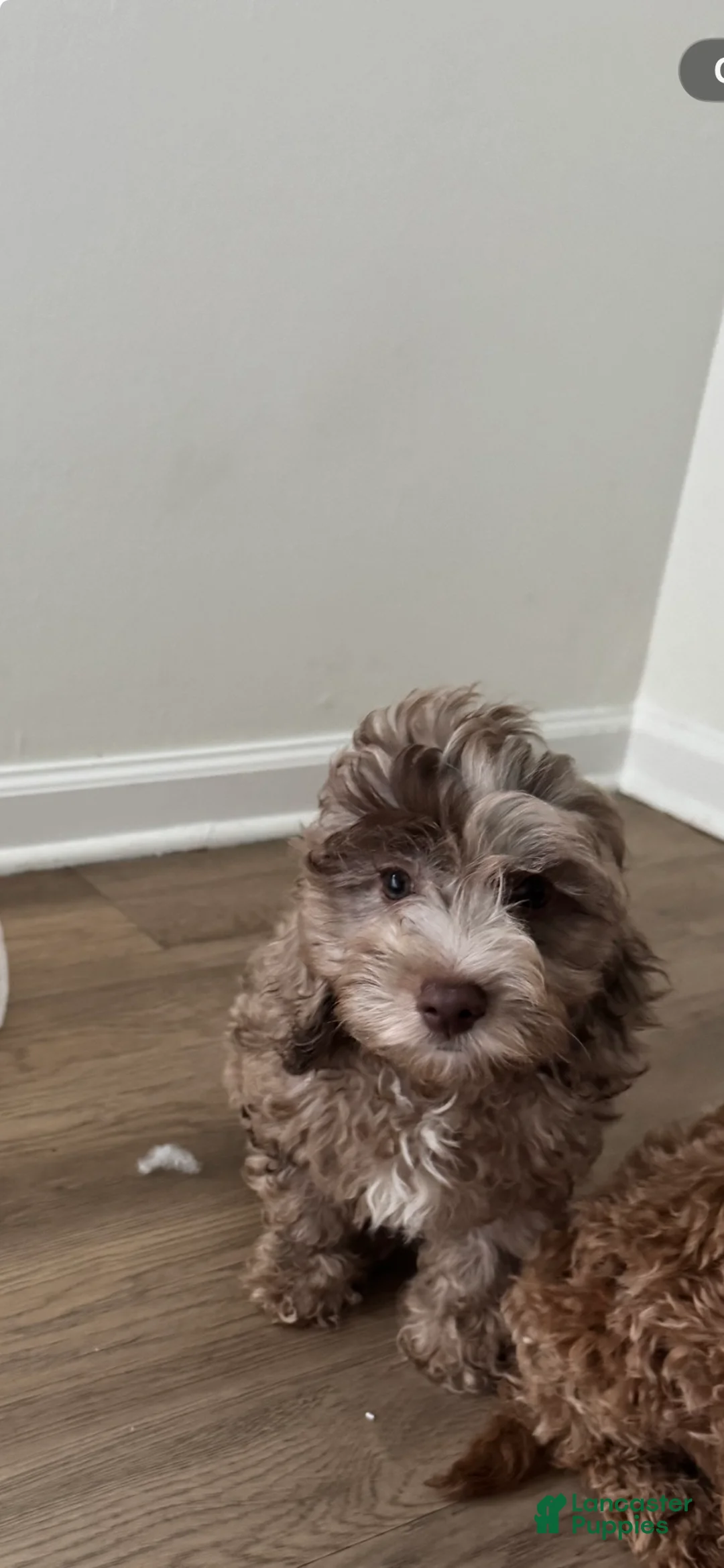 Cavapoo dogs for sale: Cockapoo  - Ad 1
