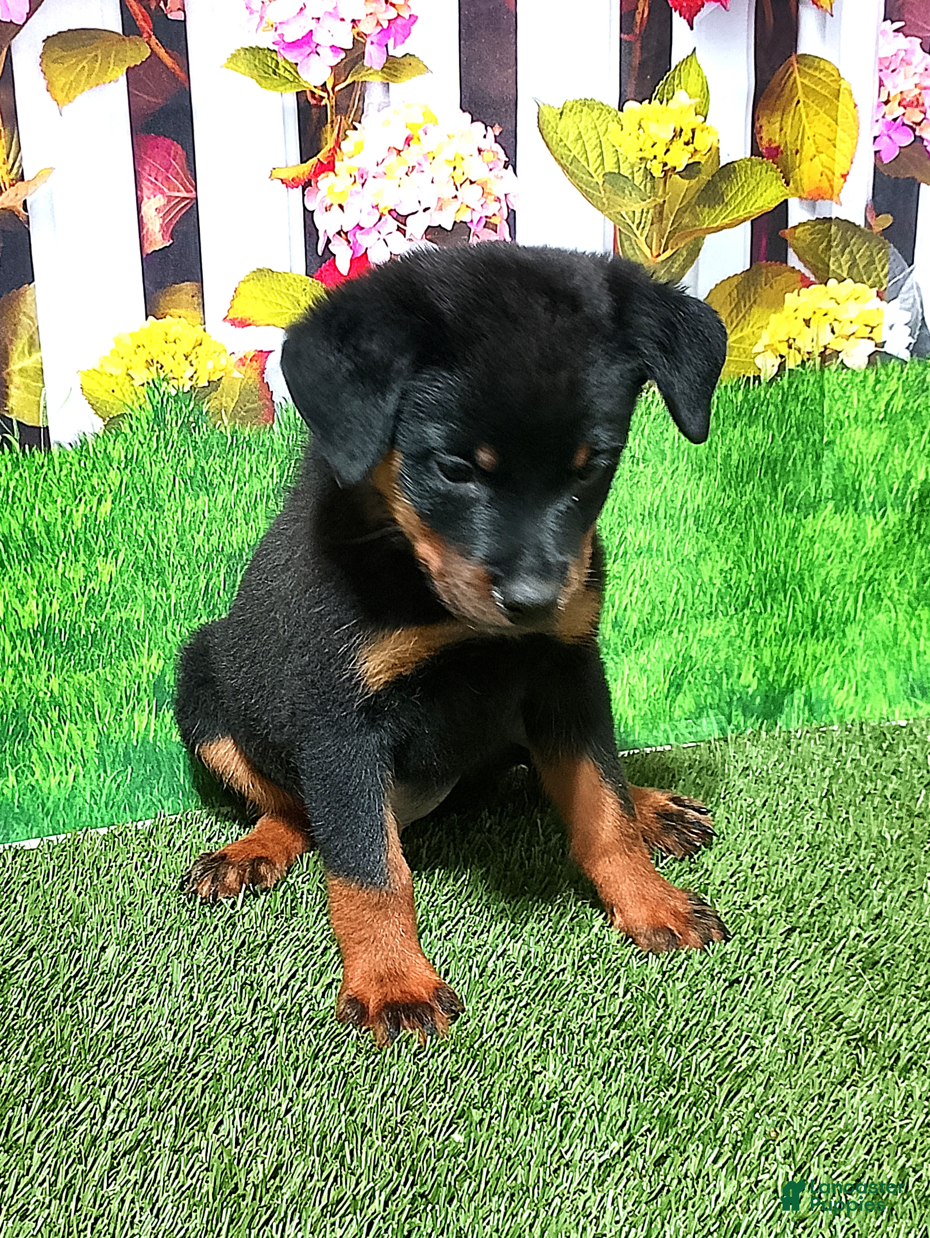 Rottweiler dogs Mason - Ad 2
