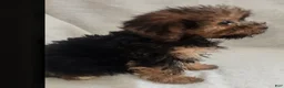 Mixed Breed dogs for sale: Tory - Ad 5