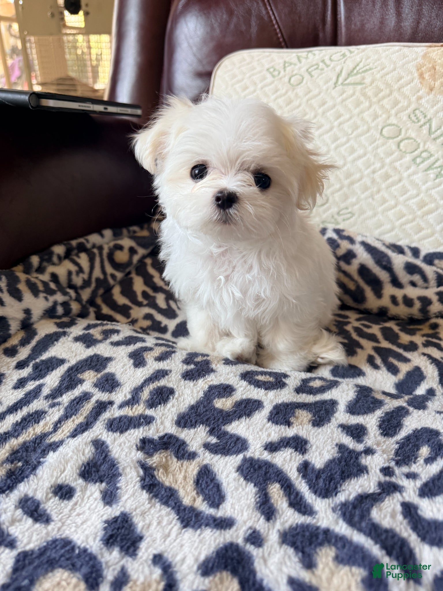 Maltese dogs for sale: Maltese Puppy 1 - Ad 1
