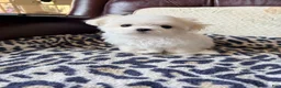 Maltese dogs for sale: Maltese Puppy 1 - Ad 1