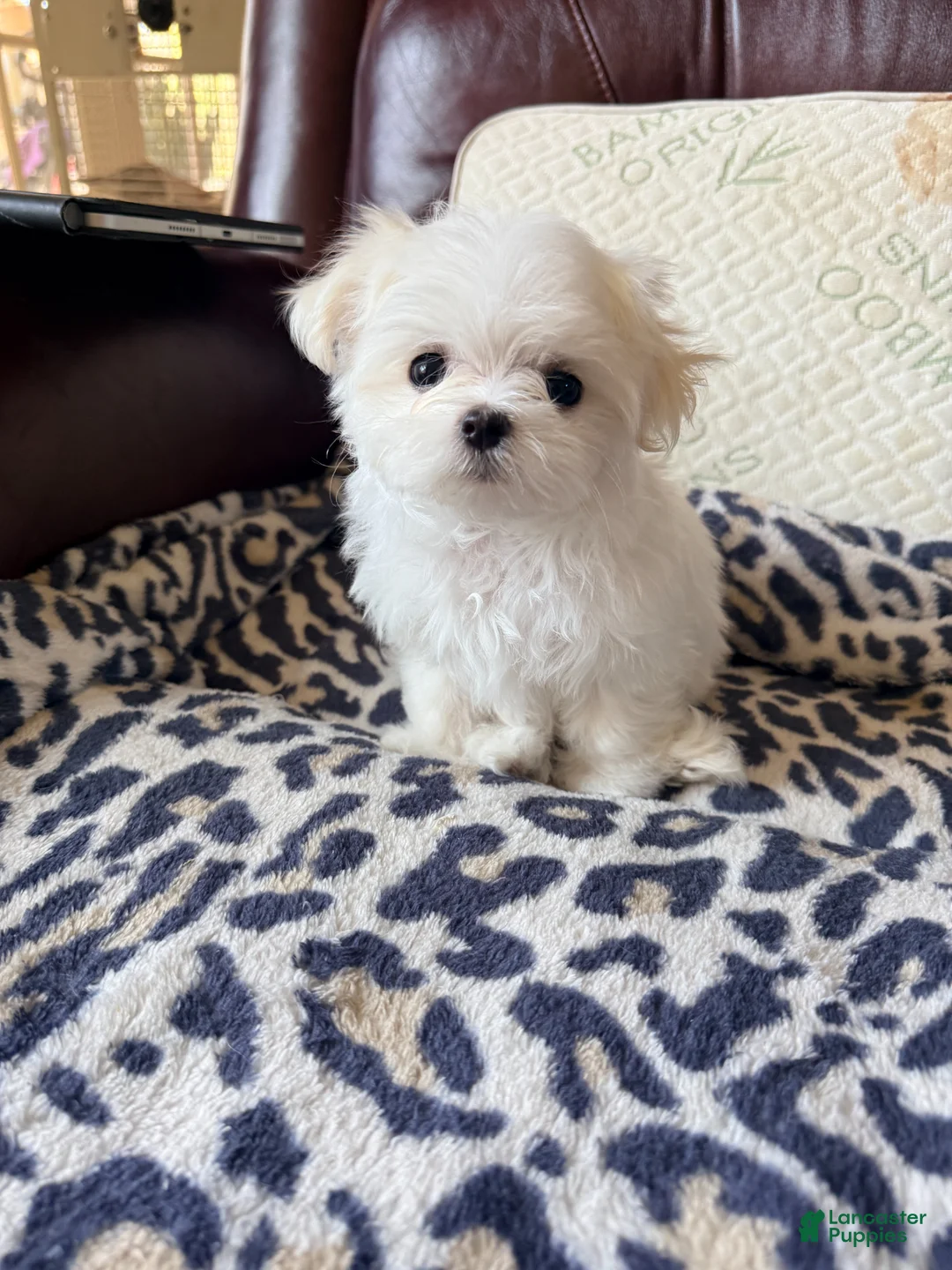 Maltese dogs for sale: Maltese Puppy 1 - Ad 1