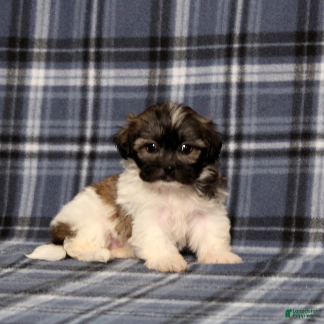 Teddy Bear dogs for sale: Kandra - Ad 1
