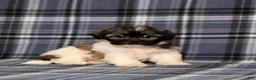 Teddy Bear dogs for sale: Kandra - Ad 1