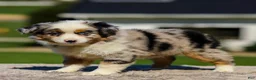 Miniature Australian Shepherd dogs for sale: Harmony - Ad 6