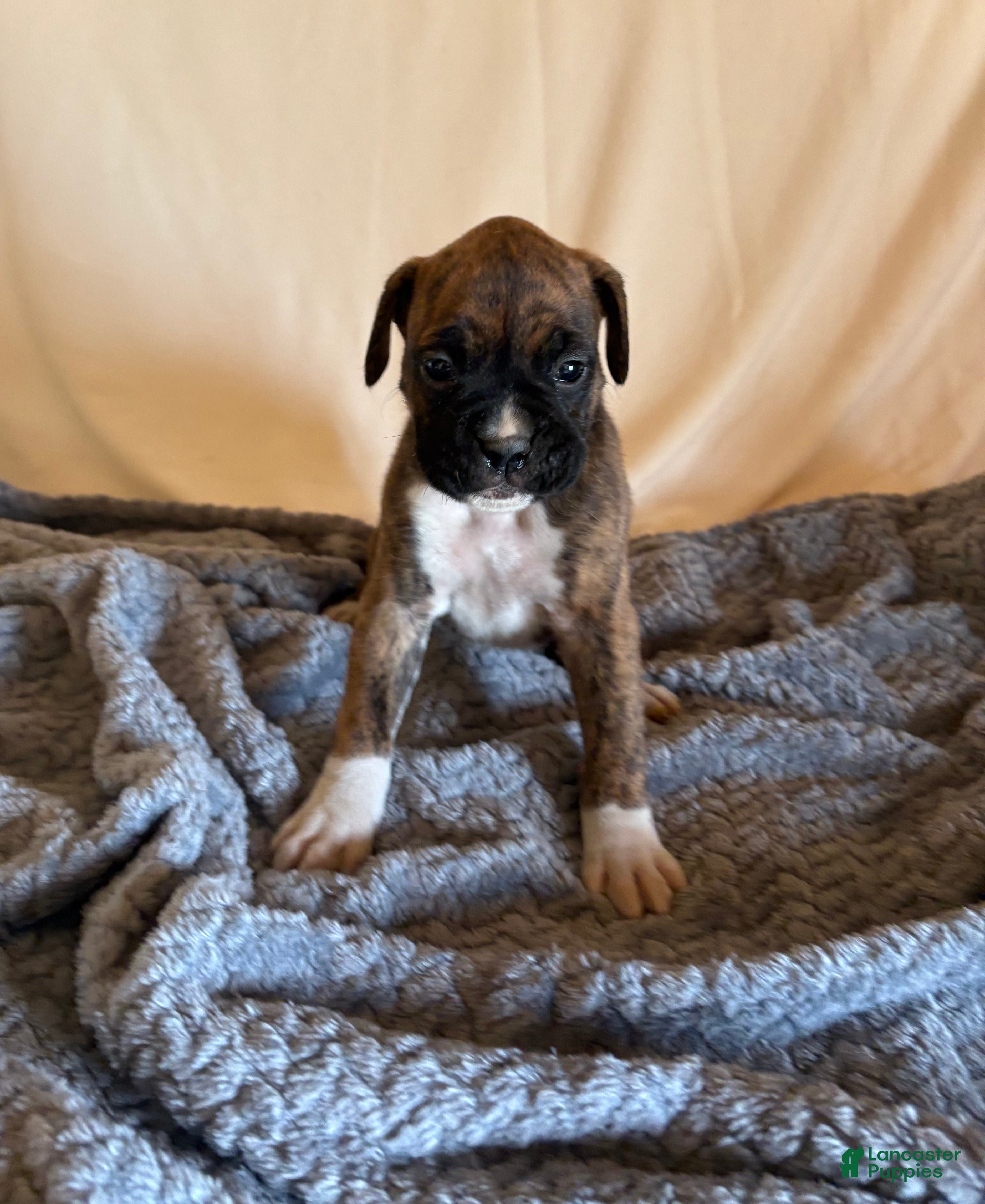 Boxer dogs Boxer Puppy 6 - Ad 6