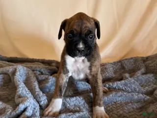 Boxer dogs Boxer Puppy 6 - Ad 36