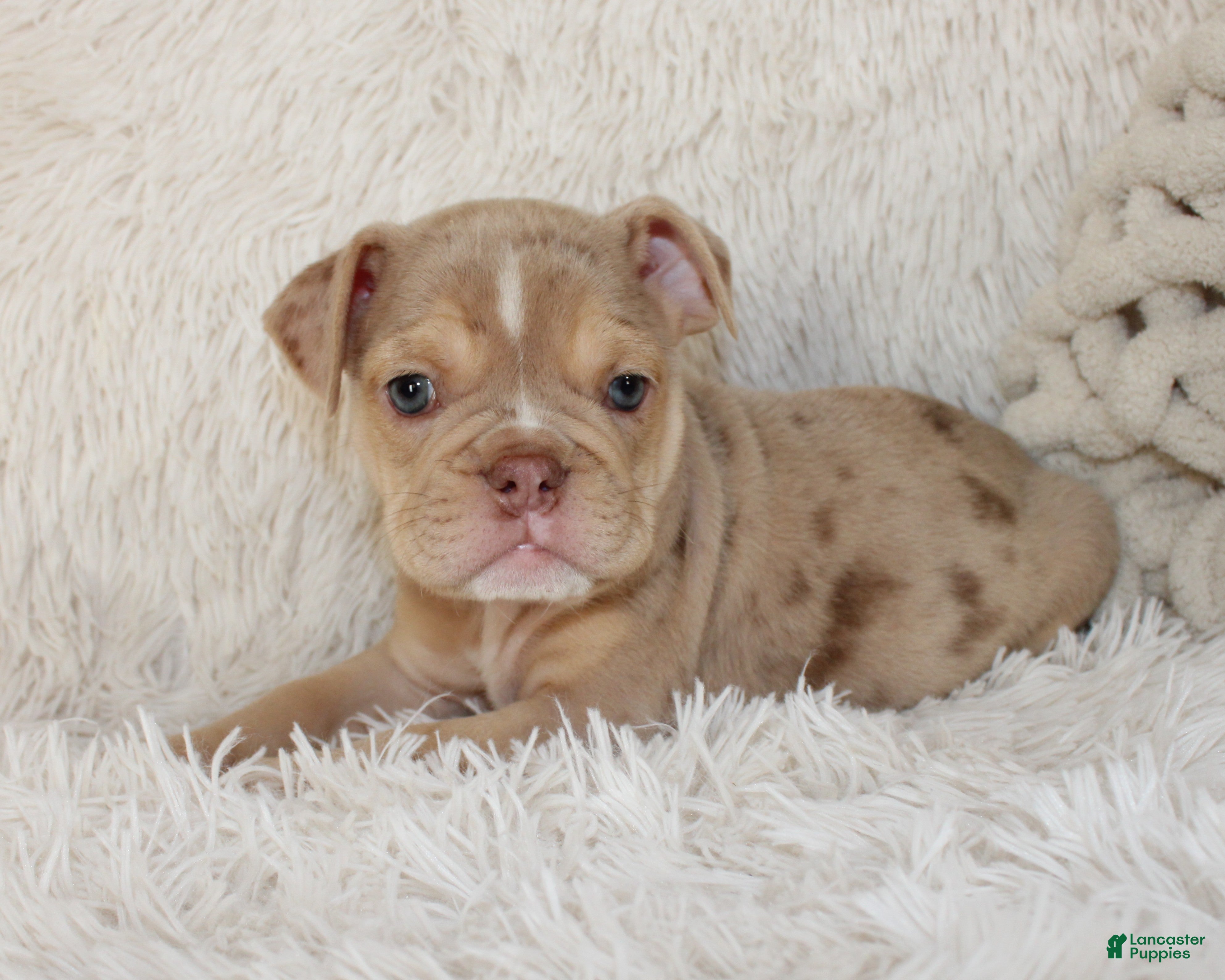 English Bulldog dogs Kacy - Ad 1