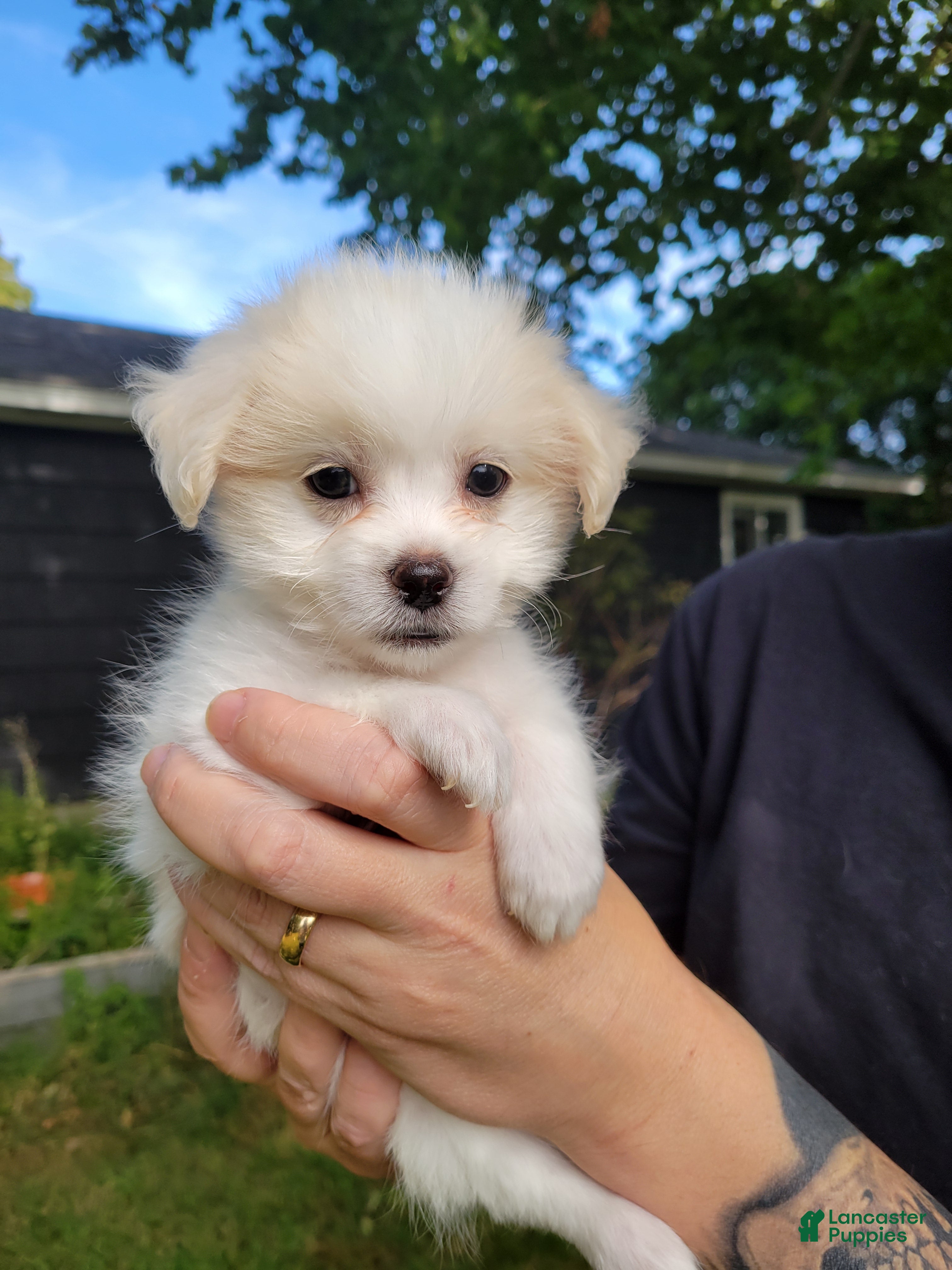 Buddy (Chorkie, Male) in Nashua, NH
