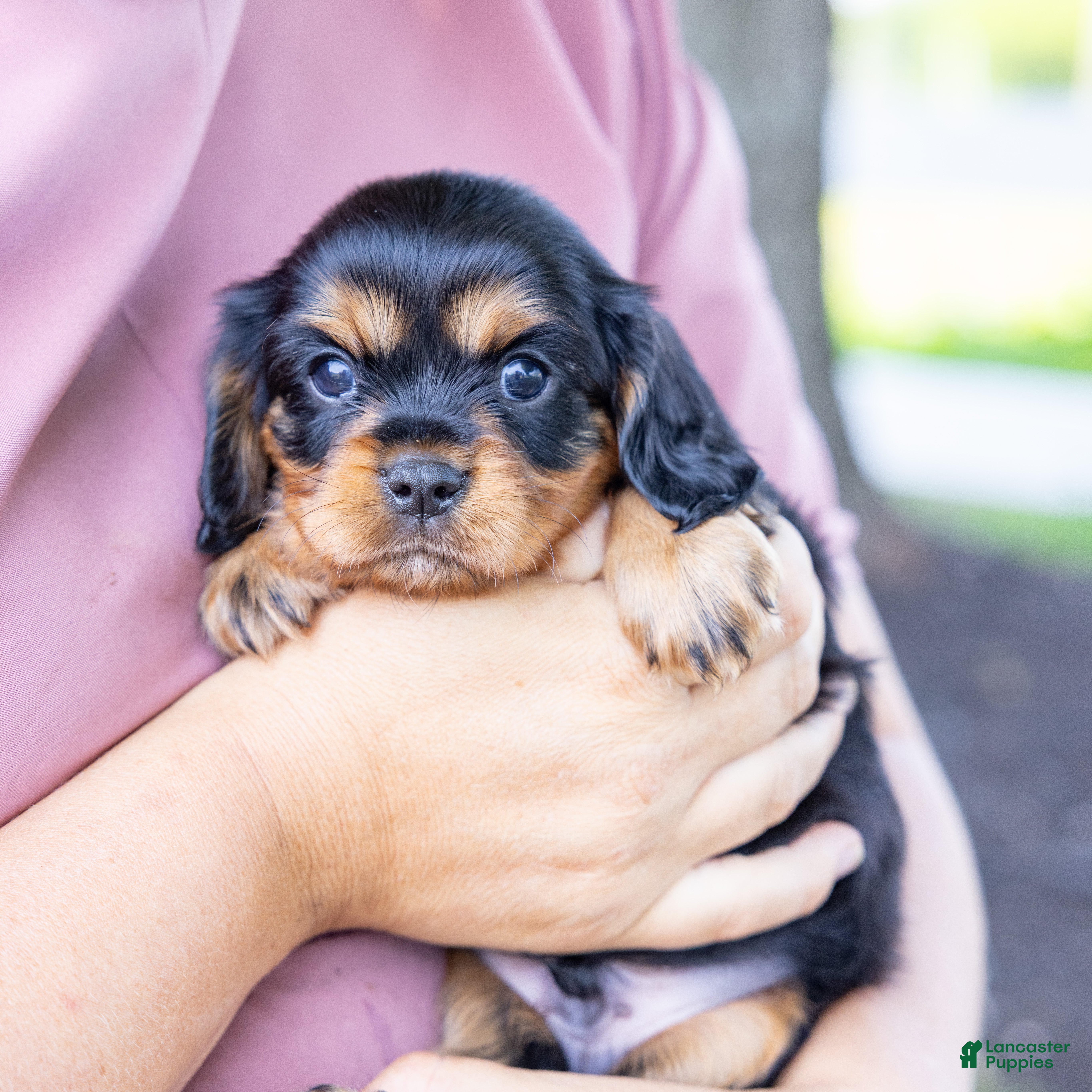Cavalier King Charles Spaniel dogs Waldo - Ad 1
