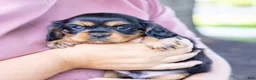 Cavalier King Charles Spaniel dogs for sale: Waldo - Ad 6