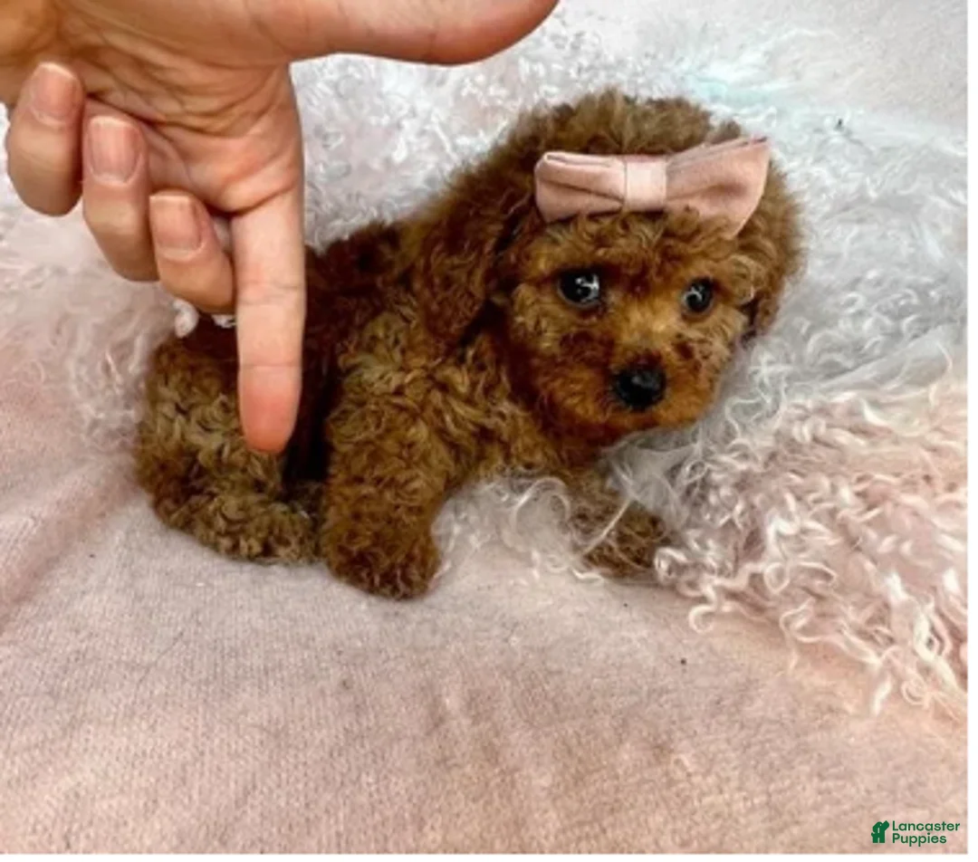 Toy Poodle dogs for sale: Toy Poodle 1 - Ad 1