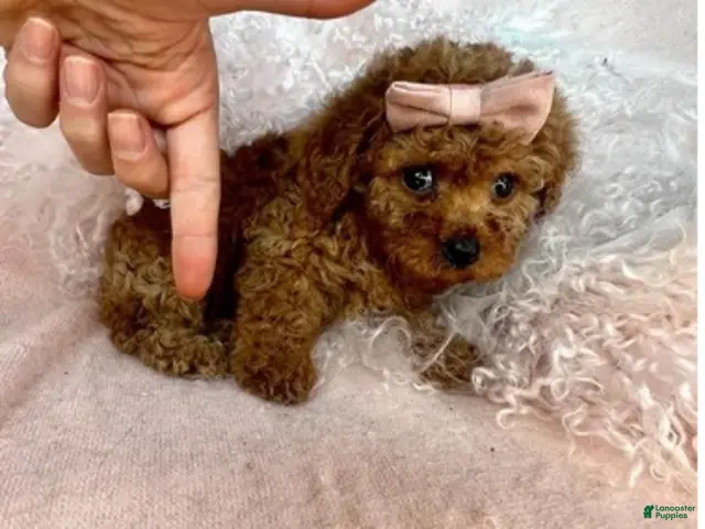 Toy Poodle dogs for sale: Toy Poodle 1 - Ad 1