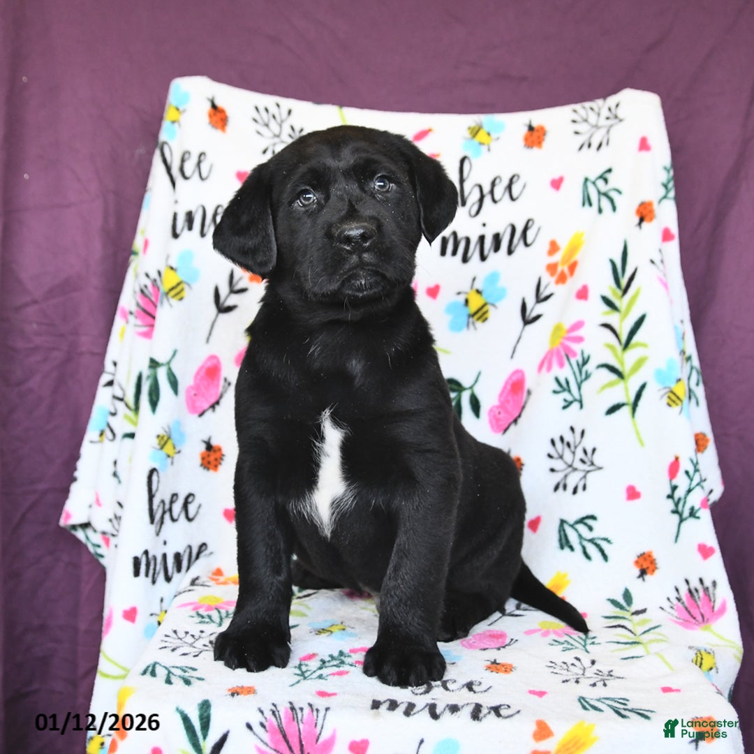 Labrador Retriever dogs for sale: Parker - Ad 2