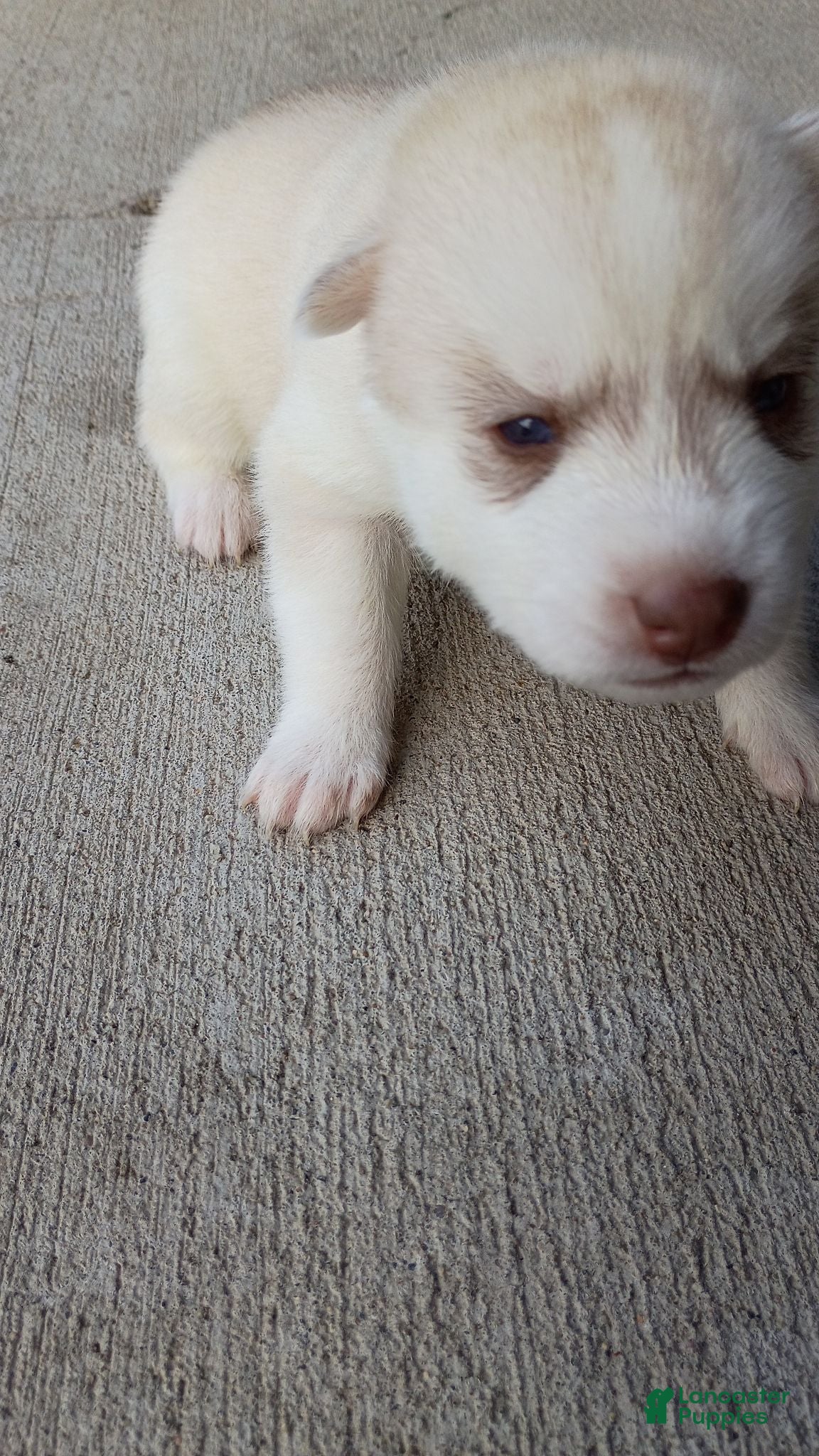 Siberian Husky dogs Female #5 - Ad 1