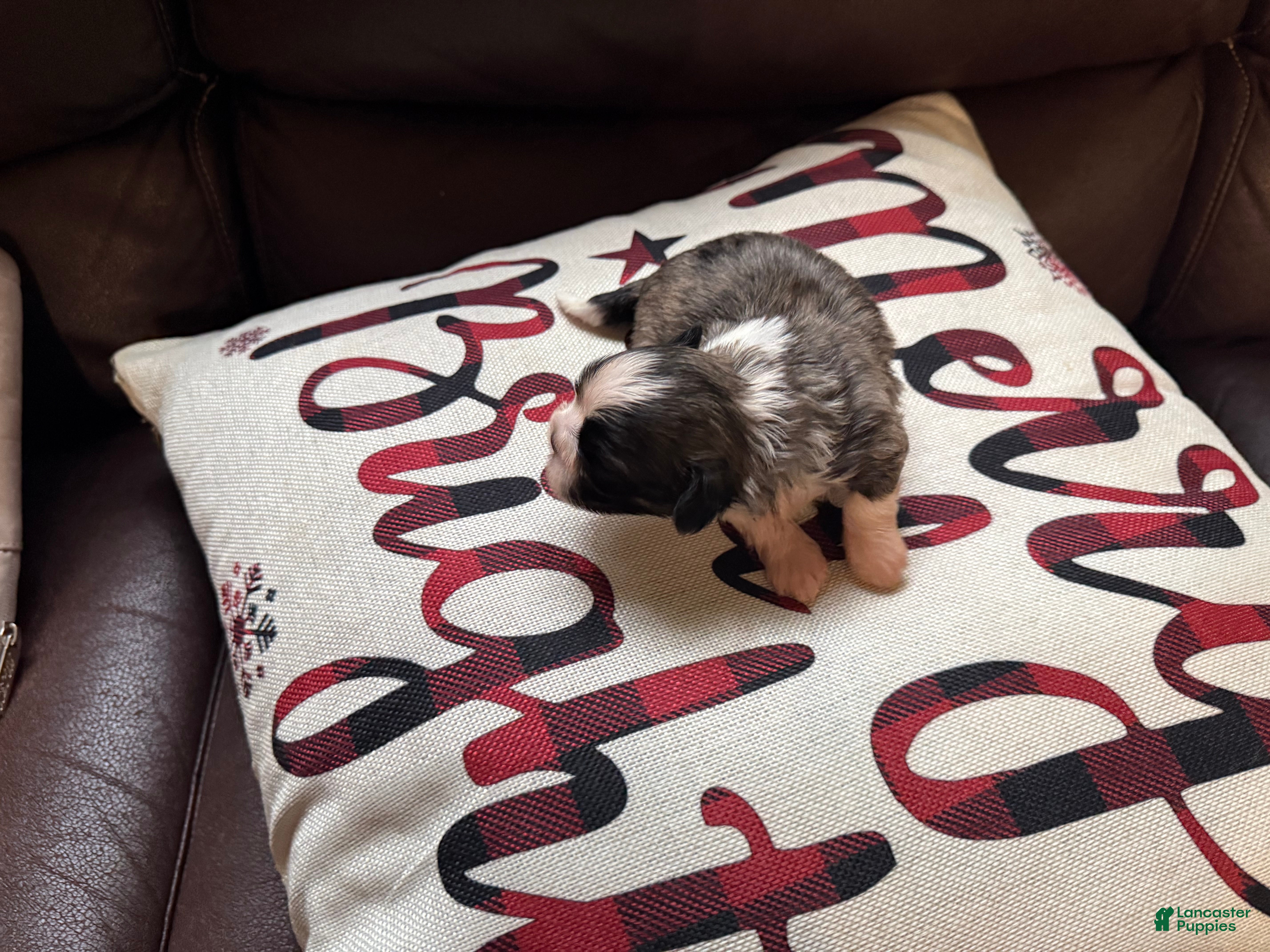 Shih Tzu dogs Shih Tzu Puppy 3 - Ad 37