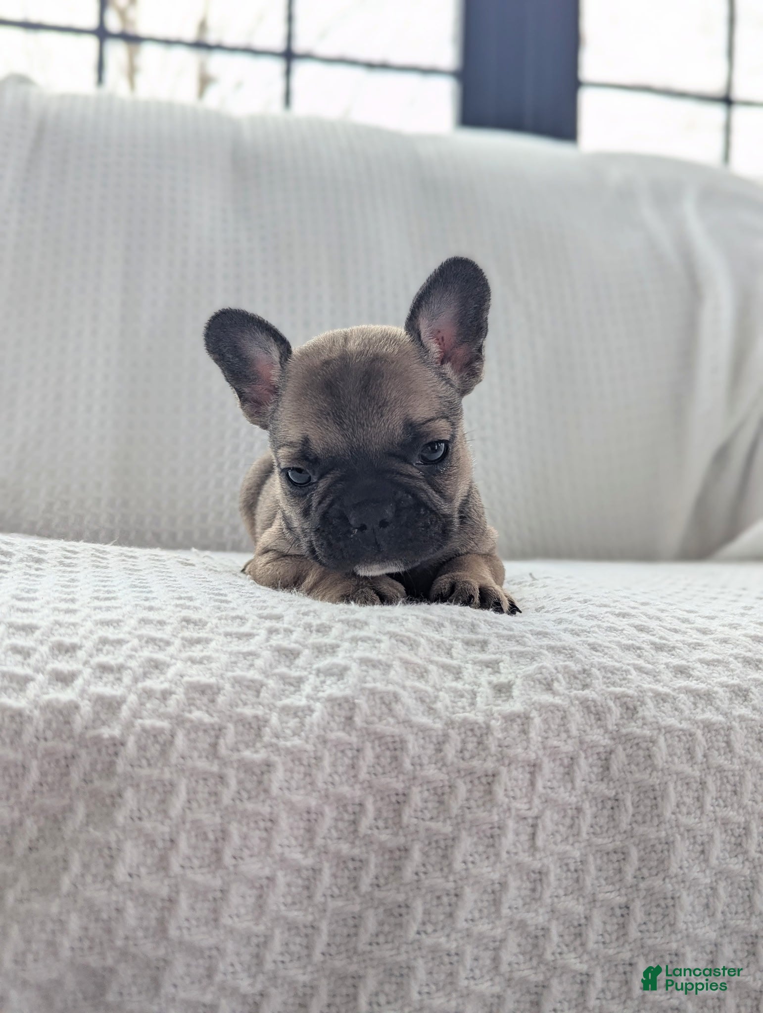 French Bulldog dogs Archie - Ad 1
