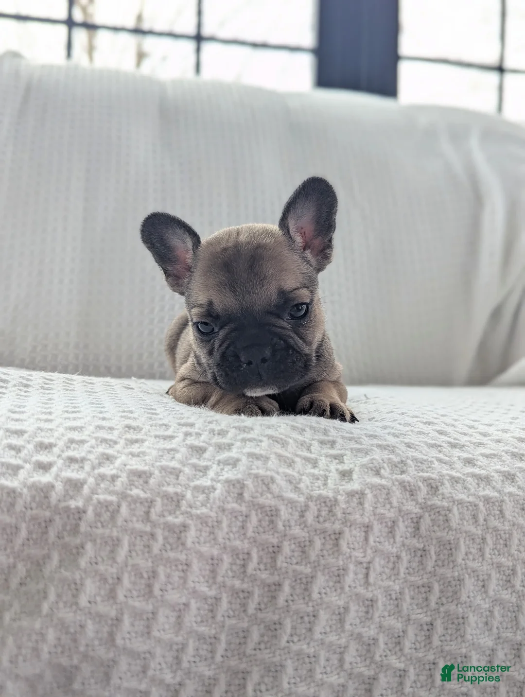 French Bulldog dogs for sale: Archie - Ad 1