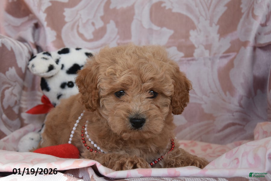 Cockapoo dogs Matthew - Ad 42