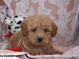 Cockapoo dogs Matthew - Ad 26