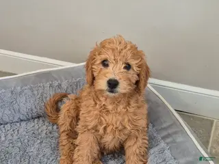 Goldendoodle dogs Holly - Ad 42