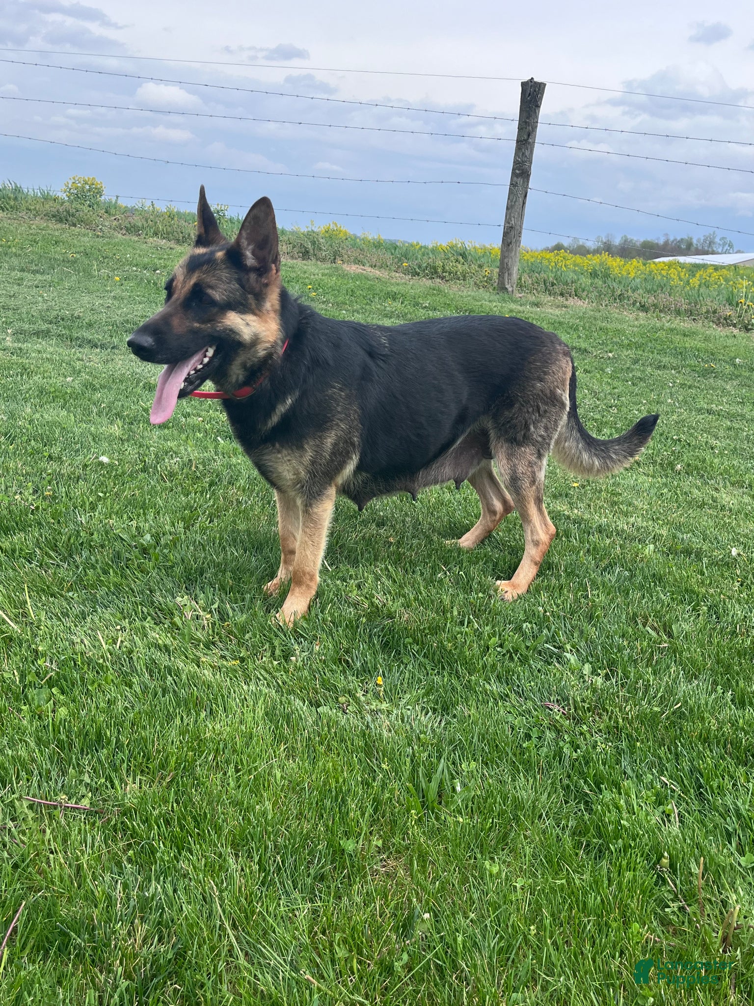 German Shepherd dogs Molly  - Ad 2