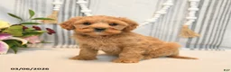 Cavapoo dogs for sale: Happy - Ad 3