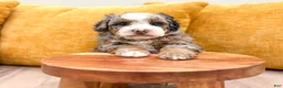 Mini Bernedoodle dogs for sale: Annie - Micro Mini - Ad 3